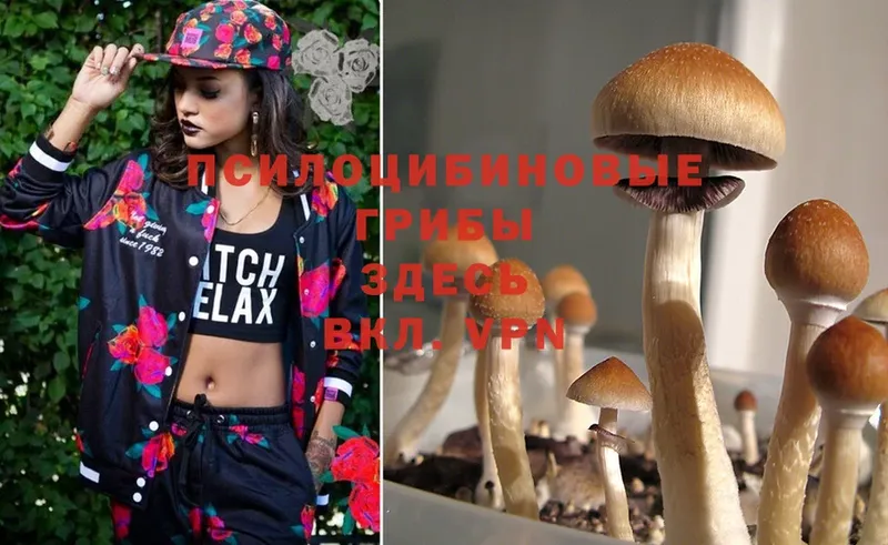 Псилоцибиновые грибы Psilocybine cubensis  где найти   Бикин 